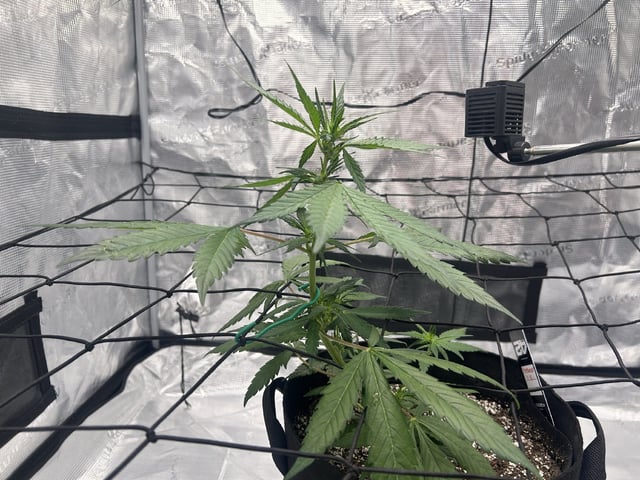 Frostbanger F4 — flower, day 35