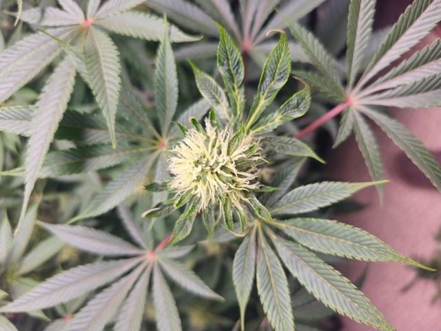 first grow — flower, day 85