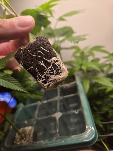 Funk Mountain 2 — vegetative, day 1