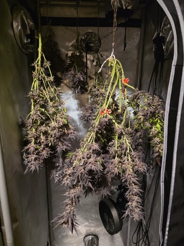Granny Candy and PLCG — harvest, day 156
