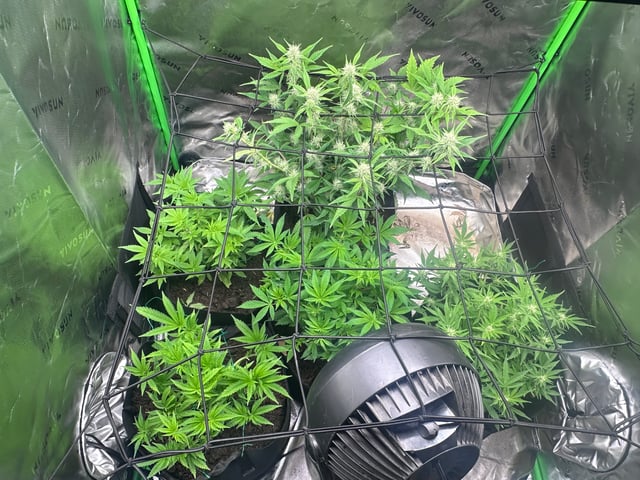 runts — vegetative, day 53