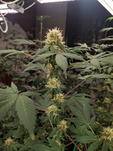 III — flower, day 155