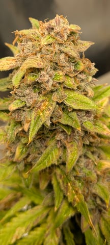 1st grow continued  — flower, day 32