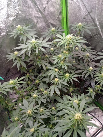 All Aboard!!! — flower, day 90