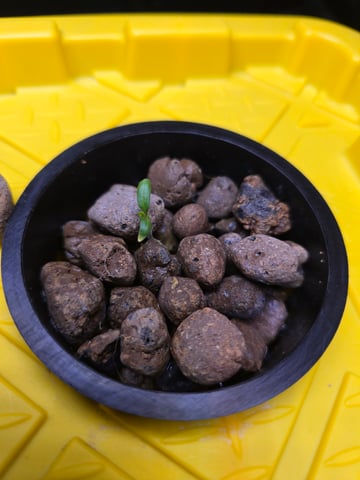 Hydro Roma Tomatoes  — grow_setup, day 1