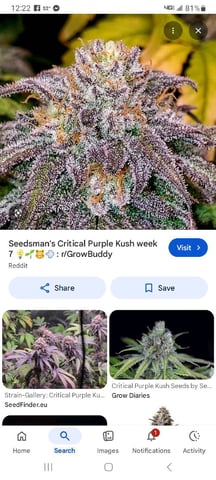 critical purple kush x peyote wifi  in the auto pot system tray 2 grow with added microhazian to the coco coir  — flower, day 65