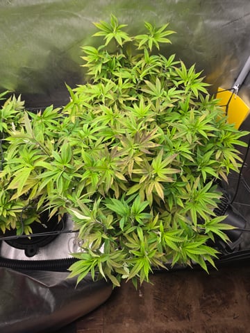 First Grow — vegetative, day 55