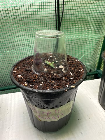 first indoor — seedling_rooting, day 9