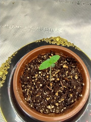Photo Time📸🕞 — seedling_rooting, day 8