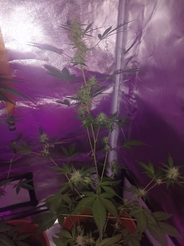 aurora auto — flower, day 84