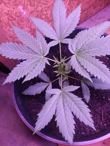 aurora auto — vegetative, day 19