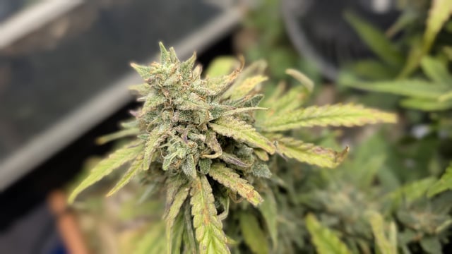 Quick Auto Summer Grow — flower, day 70