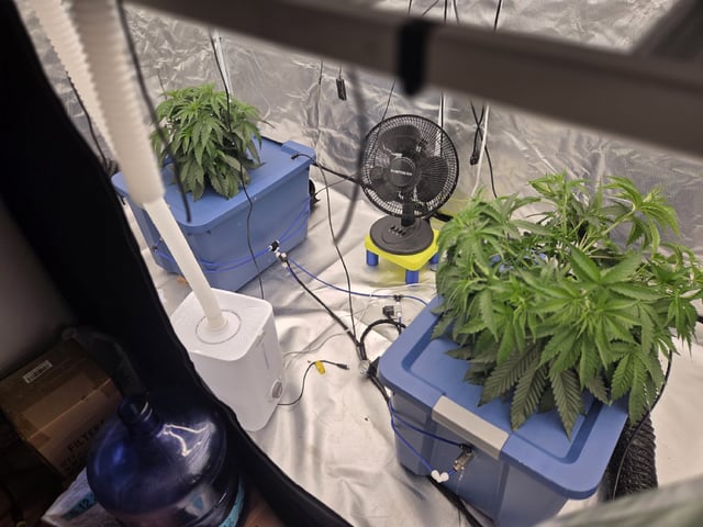 Laundry Shaman — vegetative, day 36