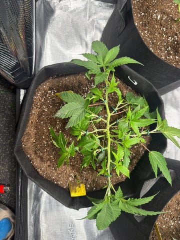     Clone Run #1 — vegetative, day 1