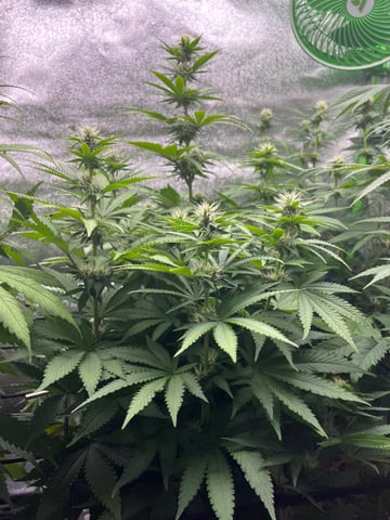 My First Four — flower, day 77