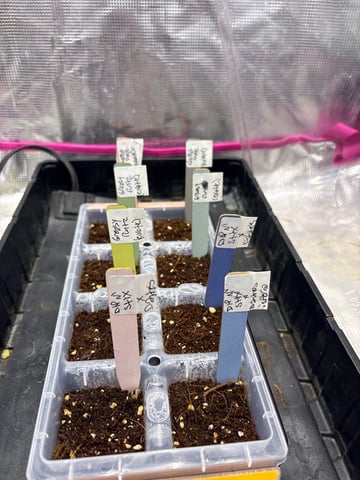 Grow #2 2x2x4 — germination, day 2