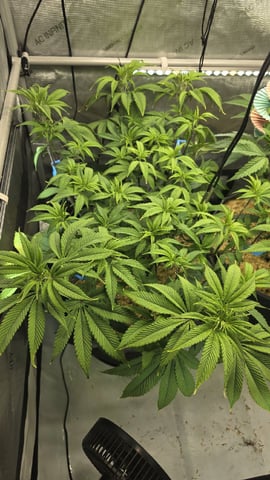 Strawberry Sugar  — vegetative, day 57