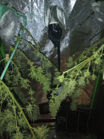 All Aboard!!! — harvest, day 133