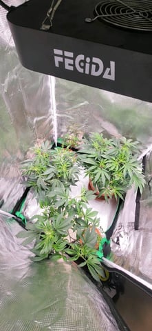 1st grow indoors(cardboard box to 2x2x4 to 5x5x6) — vegetative, day 42