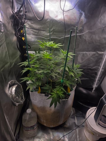 Looking for advice! — flower, day 54