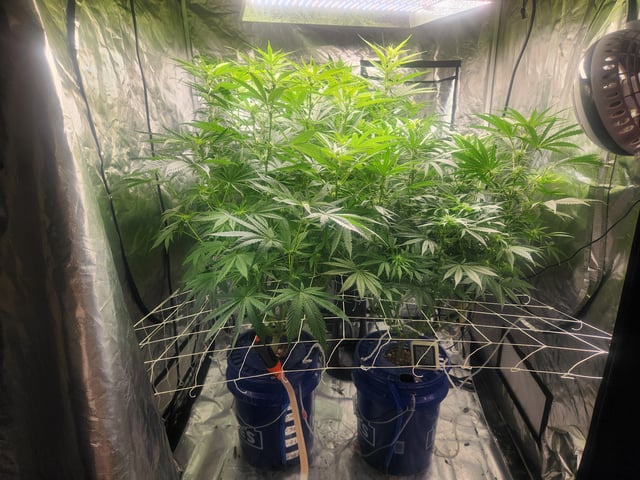 Sour Diesel — flower, day 6