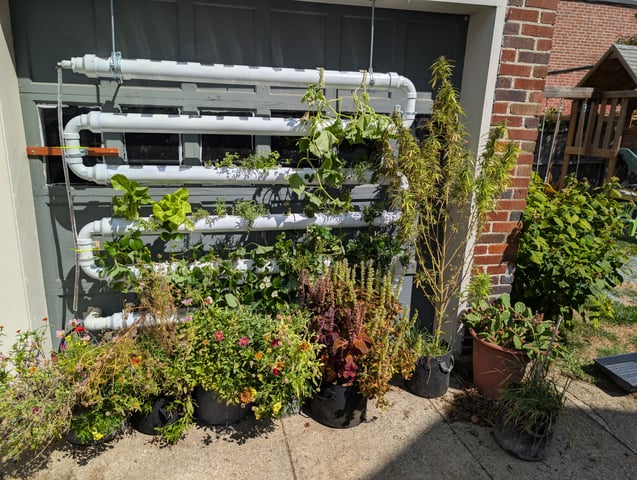 outdoor hydro ladder — vegetative, day 122