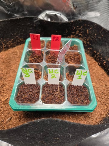 "Wedding Crasher"  Grow#2 — germination, day 12