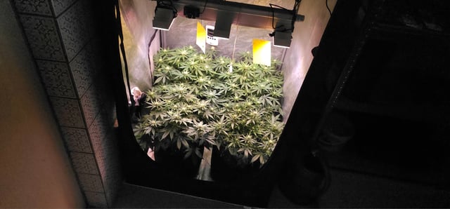 Cookies Usa — flower, day 75