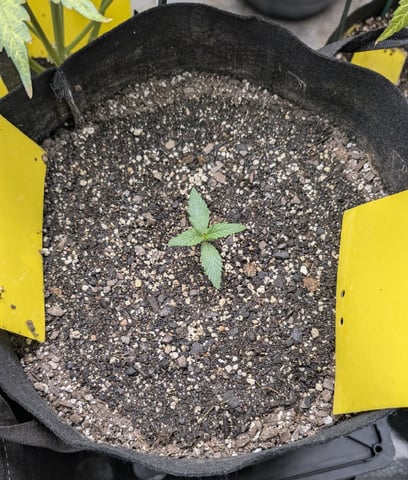 Mixed Grow — flower, day 110