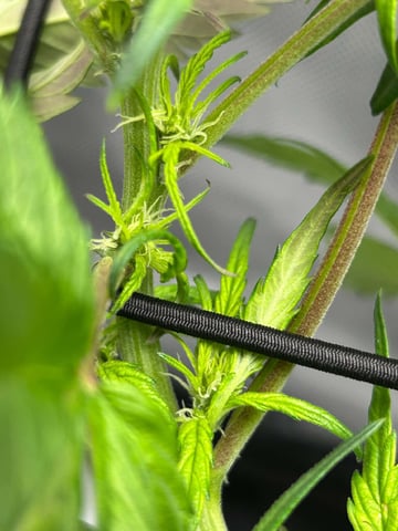 Vanna's Vanilla — flower, day 37