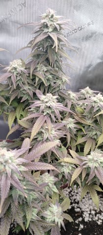 Second Grow — flower, day 40