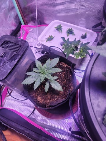 Making Crosses  — vegetative, day 66