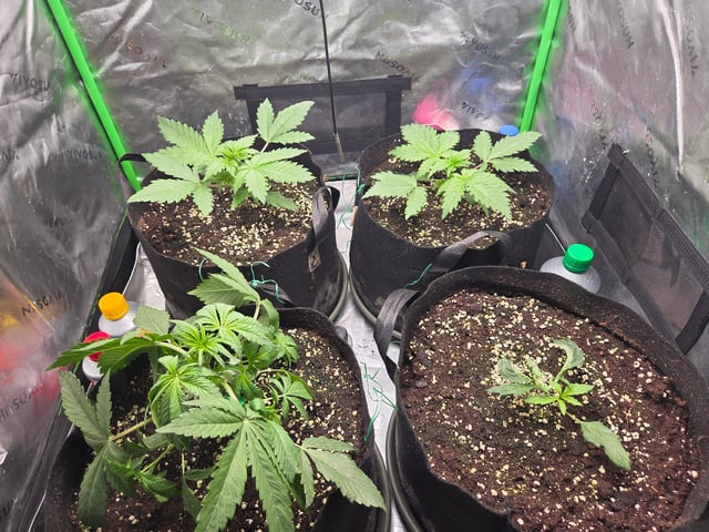 Special Kush#1 and Purple Queen Auto  — vegetative, day 21