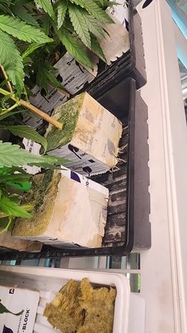 veg tent adventures! — vegetative, day 42