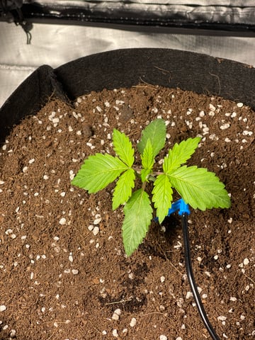 1st Ever Grow (GodFather OG) (Coco) — seedling_rooting, day 16