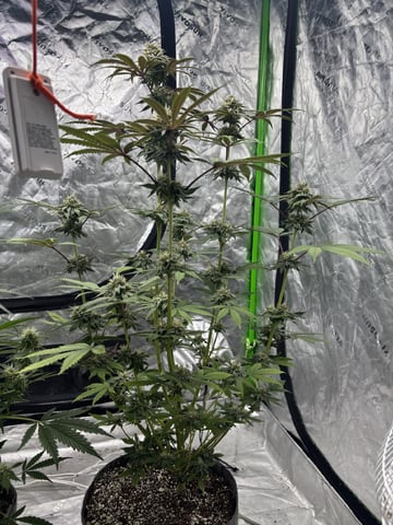 white widow — flower, day 41