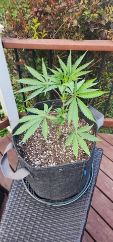 First clones (Dr nefario)  — vegetative, day 15