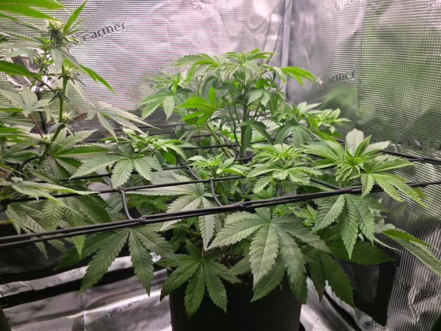 Northern lights #10 2nd plant (Selkies) — flower, day 40