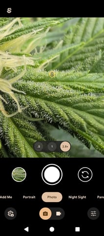 Golden Goat — flower, day 8