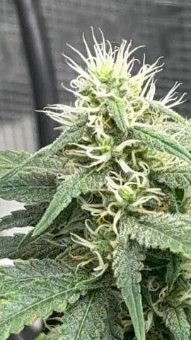 Auto Flower — flower, day 74