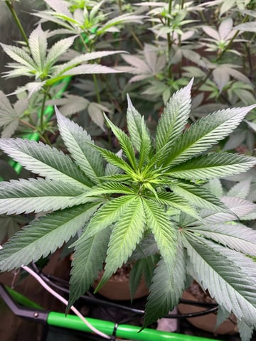 Papaya Frosting  — flower, day 73