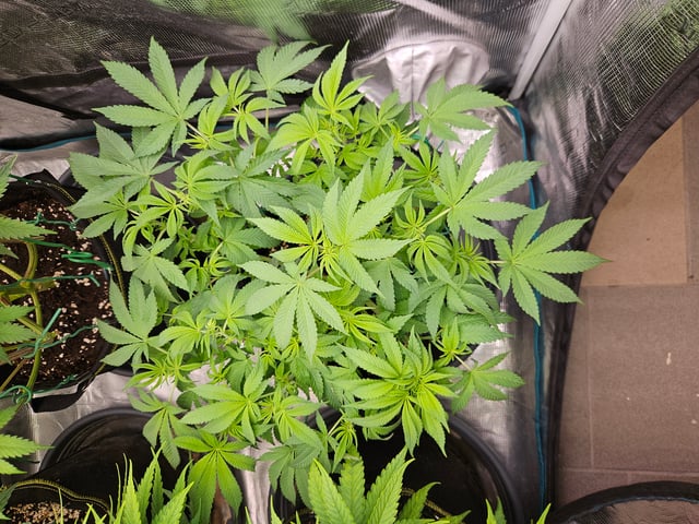 Double Trouble  — flower, day 55