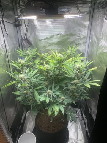 Blackberry Moonrocks (First Grow)