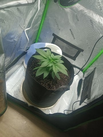 Critical Purple Kush — vegetative, day 37