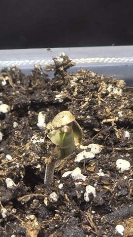 Strawberry Sugar  — germination, day 2