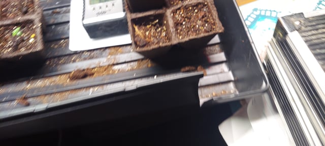 Reboot trial — germination, day 11