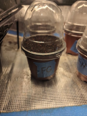 EG/SM/SG/CW — germination, day 5