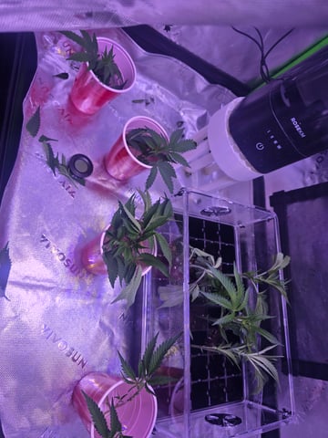 MOTHER ROOM — seedling_rooting, day 43