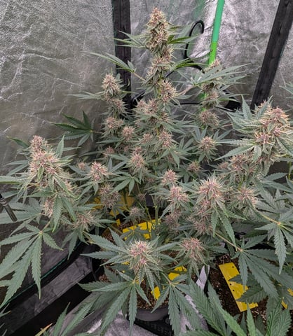 Mixed Grow — flower, day 81