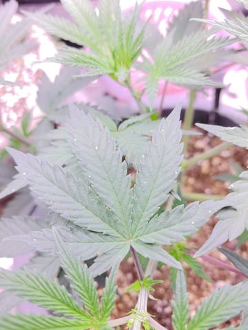 First grow in first set up — vegetative, day 54